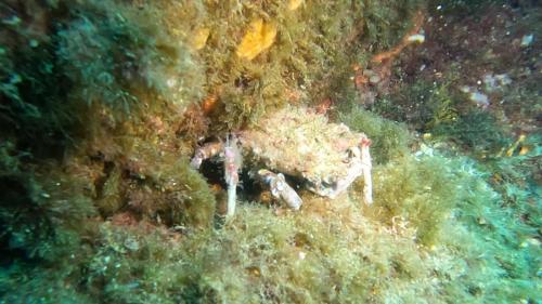 On a aussi croisé une araignée, on peut admirer son art du camouflage