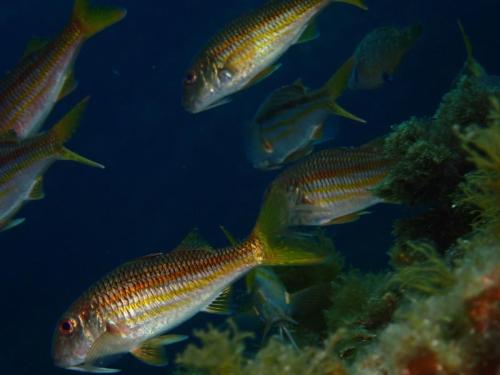 quelques rougets en eau moins profonde autour des deux frères