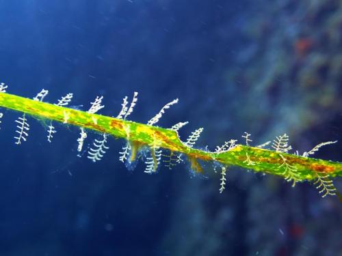 alors là on a une feuille de posidonie que je tiens dans ma main gauche pour pouvoir prendre la photo, mais les petits cheveux blancs font partis dU mon animal, ce sont des hydraires plumes, famille des cnidaires comme les méduses...