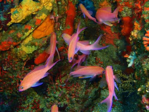 des poissons rouges dans leur aquarium, en fait le barbier commun