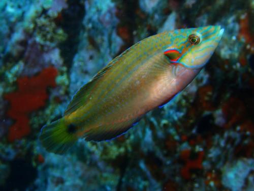 le  crénilabre ocellé dans toute sa splendeur. qui tire son nom de l'ocelle vert à bordure rouge. Ici un mâle en livrée terminale visible par les lignes bleues sur le museau et sur la joue