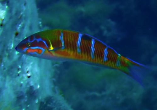 on en parlait sur le bateau. Ici la girelle paon ou girelle turque...ici une femelle typique avec ses bandes bleues et surtout la tâche noire sur le dos, qui disparait quand le poisson est en train de changer de sexe...entre autre