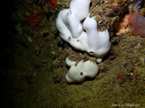 ici une éponge rognon qui doit sa blancheur au fait qu'elle se trouve dans une grotte éloignée de la lumière