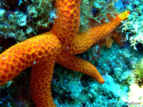 étoile de mer qui semble s'étirer et sortir de son sommeil