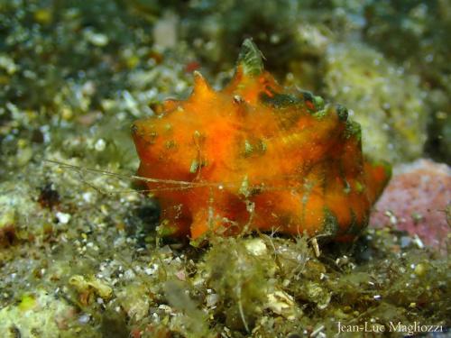 lui c'est un mollusque de la famille des murex. où va t il donc??