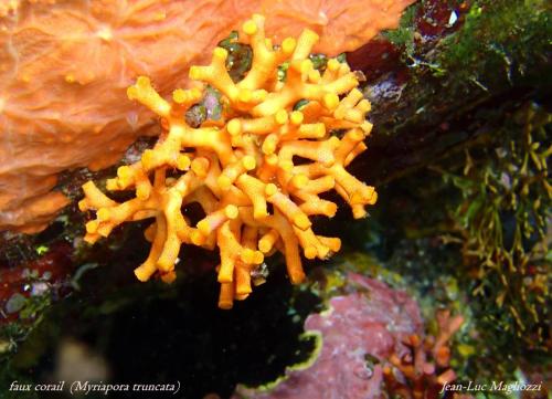 un bryozoaire très connu.