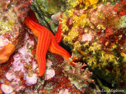 savez vous que l'étoile de mer est un animal qui se déplace à pied… et oui comme l'oursin il possède des podias  pieds
