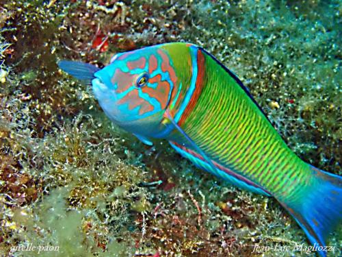 mon poisson préféré, ici un super mâle...