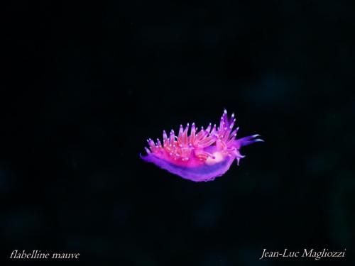 limaces en chute libre