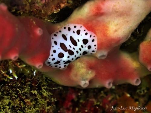 à table ...ici cette doris dalmatienne sur son plat préféré, l'éponge pierre