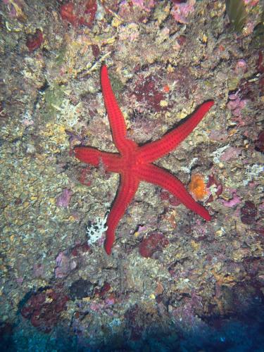 Plongée du 02/11/2025