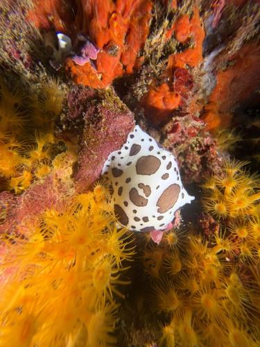 Plongée du 08/11/2025