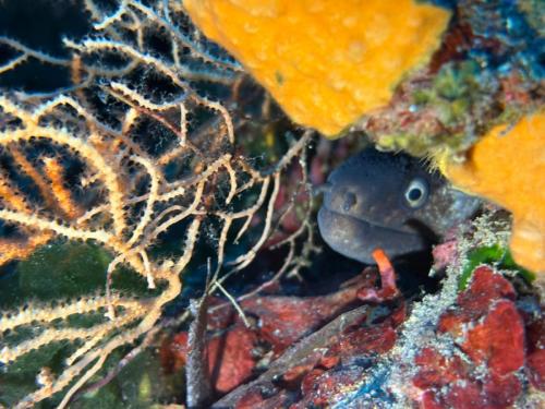 Plongée du 09/11/2025