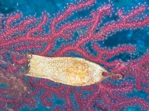 Plongée du 10/11/2025