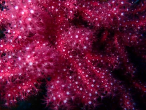 Plongée du 11/11/2025