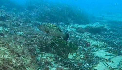 Plongée du 15/11/2025