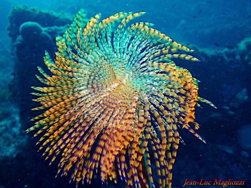 Plongée du 22/11/2025