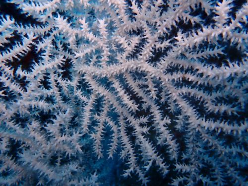 Plongée du 23/11/2025