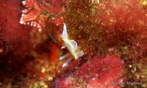 Plongée du 29/11/2025