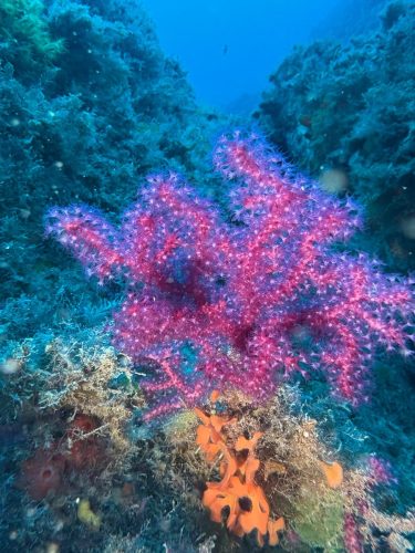 Plongée du 06/12/2025