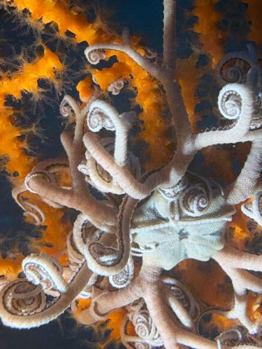 Plongée du 07/12/2025