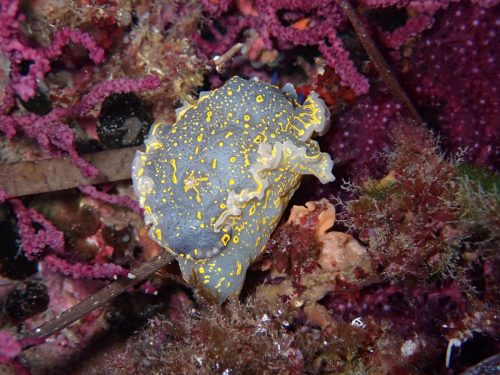 Plongée du 14/12/2025