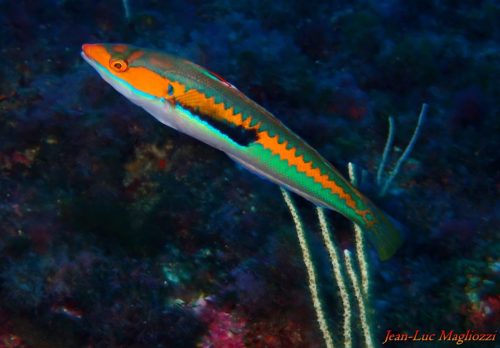 Plongée du 20/12/2025