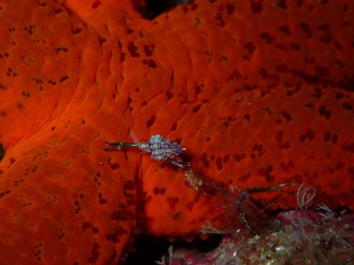 Plongée du 21/12/2025