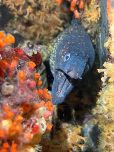 Plongée du 30/12/2025