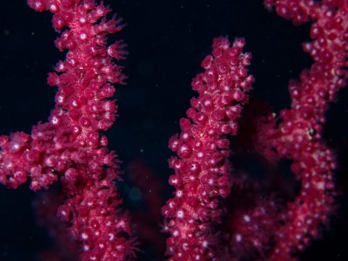 Plongée du 03/01/2026