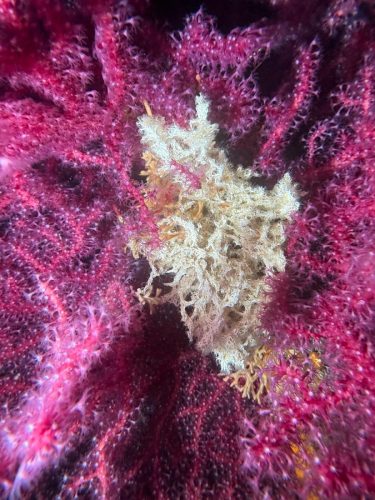 Plongée du 04/01/2026