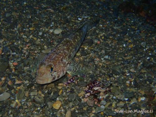 poisson lézard?