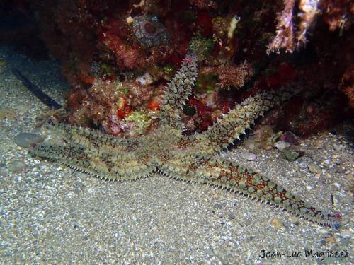 étoile de mer glaciaire