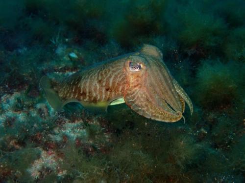 une seiche solitaire