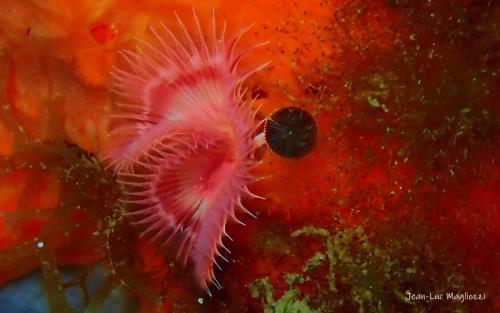 une serpule avec son opercule en noir sur le coté, quand ce ver rentre dans son tube, il en bouche l'entrée avec ce dernier