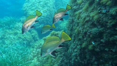 Quelques photos de la plongée d'hier à l'anse au blé:Une famille de Cord