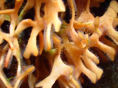bryozoaire