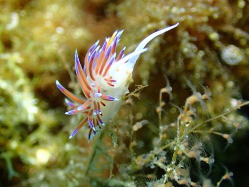 doris tricolores pour les premières images… bonne nuit à tous et toutes..