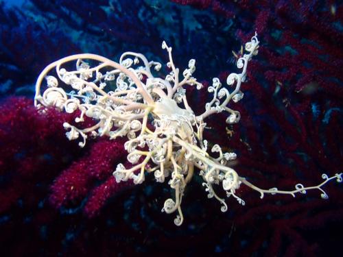 famille des ophiuridés, il en existe 1600 espèces environ sur notre planète d'eau. Ses bras se déroulent la nuit..