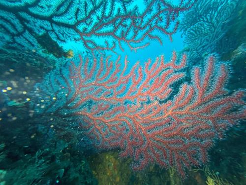 Plongée du 18/10/2025