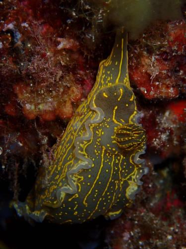 Plongée du 19/10/2025