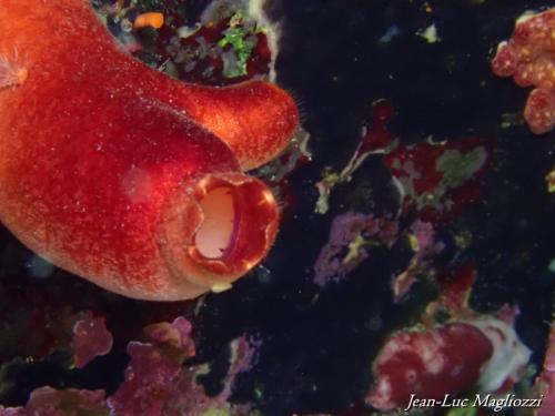 Plongée du 25/10/2025