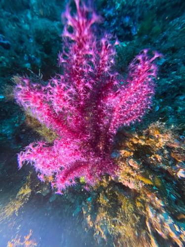 Plongée du 01/11/2025