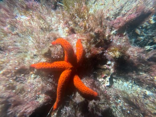 Plongée du 31/01/2026