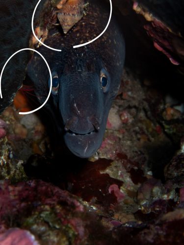 Plongée du 01/02/2026