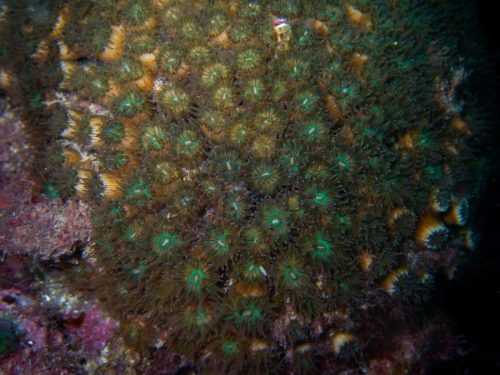 Plongée du 08/02/2026