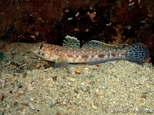 Plongée du 21/02/2026