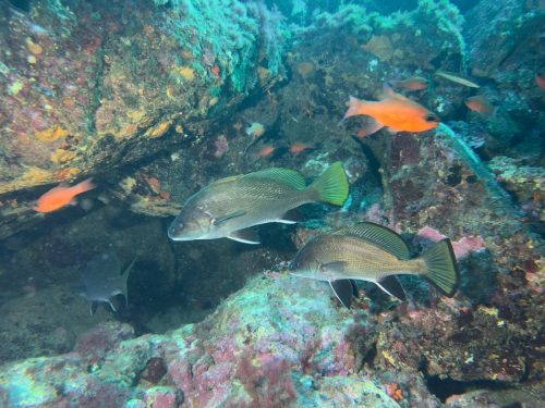 Plongée du 22/02/2026