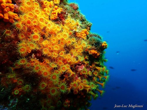 Plongée du 28/02/2026