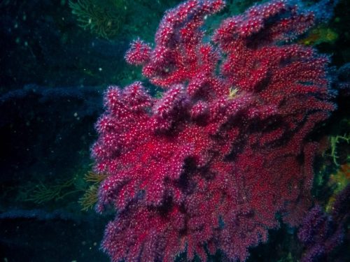 Plongée du 01/03/2026